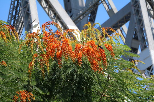 Oriolus oriolus at Delonix regia in summer, Brisbane Australia 