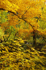 Autumn wood