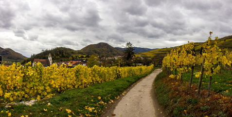 Naklejka premium Colorful autumn Vineyard in Wachau valley in Austria