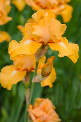 Yellow irises bloom in the summer garden. Group of beautiful fresh irises pallida with blurred background.