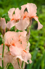Fototapeta na wymiar Pink irises bloom in the summer garden. Group of beautiful fresh irises pallida with blurred background.