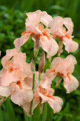 Pink irises bloom in the summer garden. Group of beautiful fresh irises pallida with blurred background.