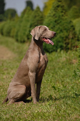Portrait of Weimaraner dog