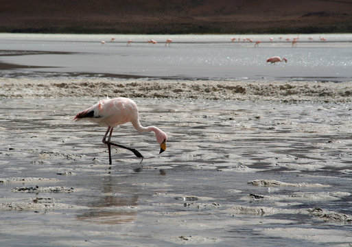 Flamingos an der Laguna Hedionda in Bolivien