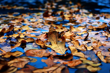 Wet leaves during autumn that have fallen into blue wet water, showing texture of dead brown leaves...