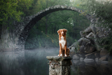 Dog Nova Scotia duck tolling Retriever on a background of the beautiful bridge