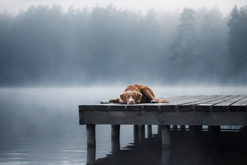 Dog Nova Scotia duck tolling Retriever lies on a wooden pier