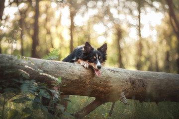Dog border collie in the woods