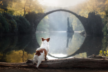 Naklejka na ściany i meble Dog Jack Russell Terrier at the stone bridge
