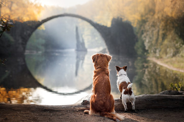 Dog Nova Scotia duck tolling Retriever and Jack Russell Terrier looking at the bridge - obrazy, fototapety, plakaty