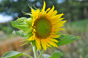 Sunflower in full bloom. Sunflower in a garden