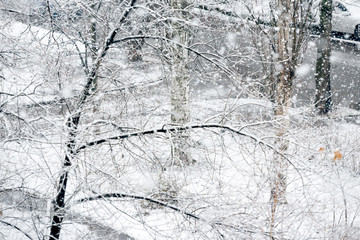 Snowfall in winter park