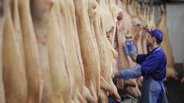 pork carcasses hanging on hooks in a meat factory