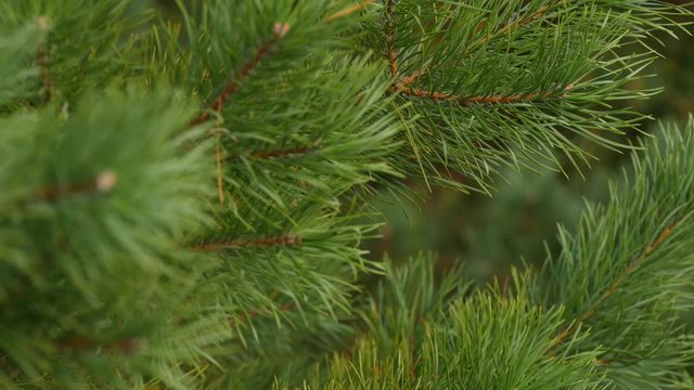 Green branches are fir or pine. Closeup of pine branch. Shooting video from a still camera, the focus moves from the foreground to the background