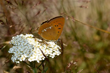 one butterfly on the flower