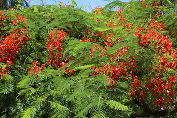Blooming Flame tree or Delonix regia in summer, Queensland Australia 