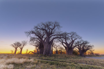 Baines Baobab trees at sunrise