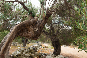 Olive trees