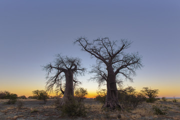 Fototapeta na wymiar Baobab trees before sunrise at Kukonje Island