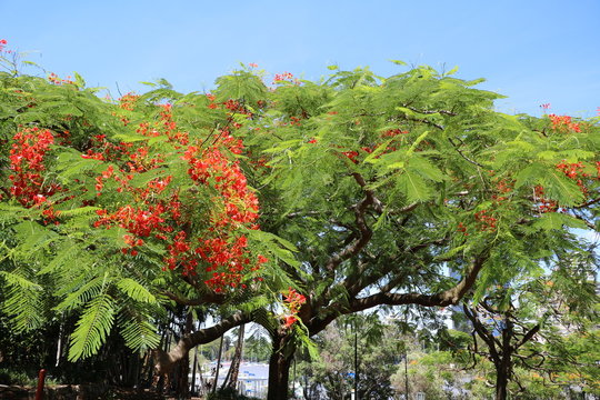 Flame tree or Delonix regia in summer, Queensland Australia 