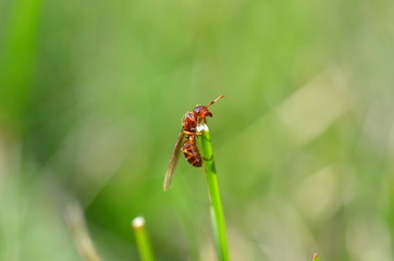Winged brown ant crawling up a blade of grass, macro image of an insect on a blurred green background, end of summer on a sunny day; reaching the top, success concept, 