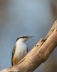 Eurasian Nuthatch Sitta europaea sitting on dead branch, vertical image