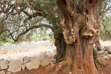 Fototapeta na wymiar Olive tree