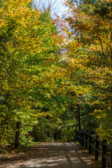 Obraz premium Forest Trail