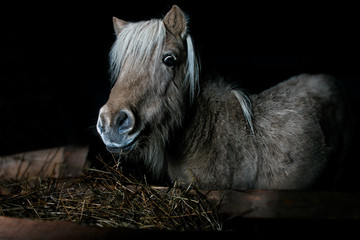 mini horse on a black background