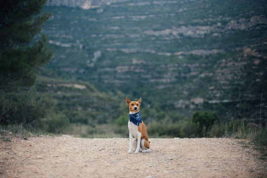 Adorable and cute funny little brown puppy or dog of basenji breed sits outside on hiking trail, looks proud and fearless ready for adventure with canine