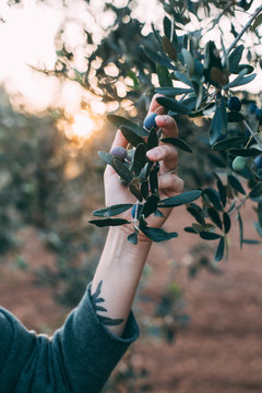 Female arm and hand with hipster artisan tattoos holds tenderly branch of olive tree, concept farm life in french rustic style, natural beauty and harmony