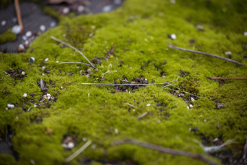 Green moss