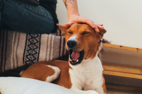 Cute adorable puppy basenji breed dog and owner sit on sofa on warm lazy day. Female hand pets and caress on head little brown canine animal, who is yawning
