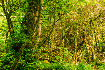 Beautiful boxwood grove and steep wall of the ravine Chudo-Krasotka in sunny summer day, Sochi,...