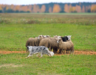 Border collie herding