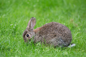 A cute baby Wild Rabbit (Orytolagus cuniculus) feeding in the grass