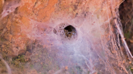 A funnel web weaving spider deep in Siem Reap, Cambodia, Southeast Asia.