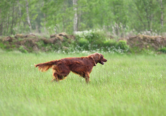 Hunting with setter