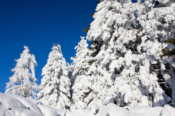 Winterwunderland