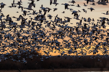 Snow Geese Silhouetted at Sunrise