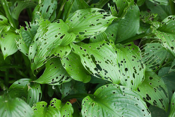 large green plant leaves with holes, damaged parasites