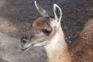 portrait of a South American home brown Lama glama closeup