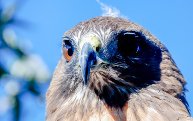 Potrait Eagle brown in Mexico