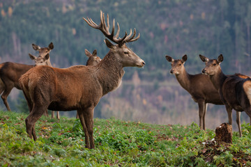 Sika-Hirsche und Sika-Hirschkühe