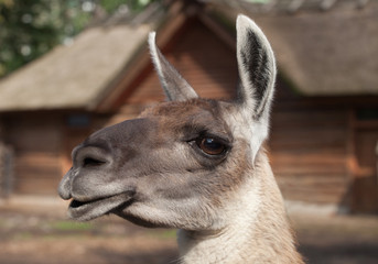 portrait of a South American home brown Lama glama closeup