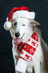 Cheerful dog wearing a christmas hat and scarf