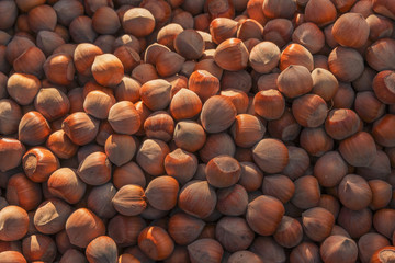 Group of hazel nuts