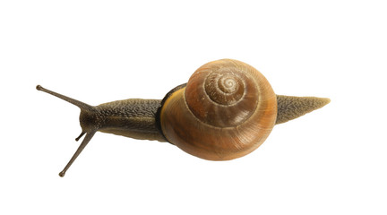 forest snail, Cepaea nemoralis on a white background