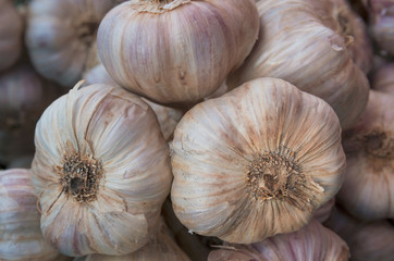 Garlic in detail