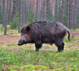 Big wild boar